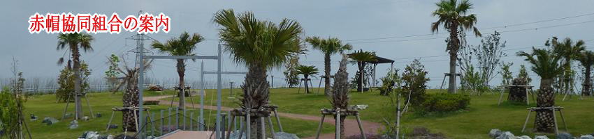 赤帽の概要説明